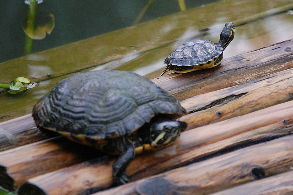 Unbewegliche Schildkröten