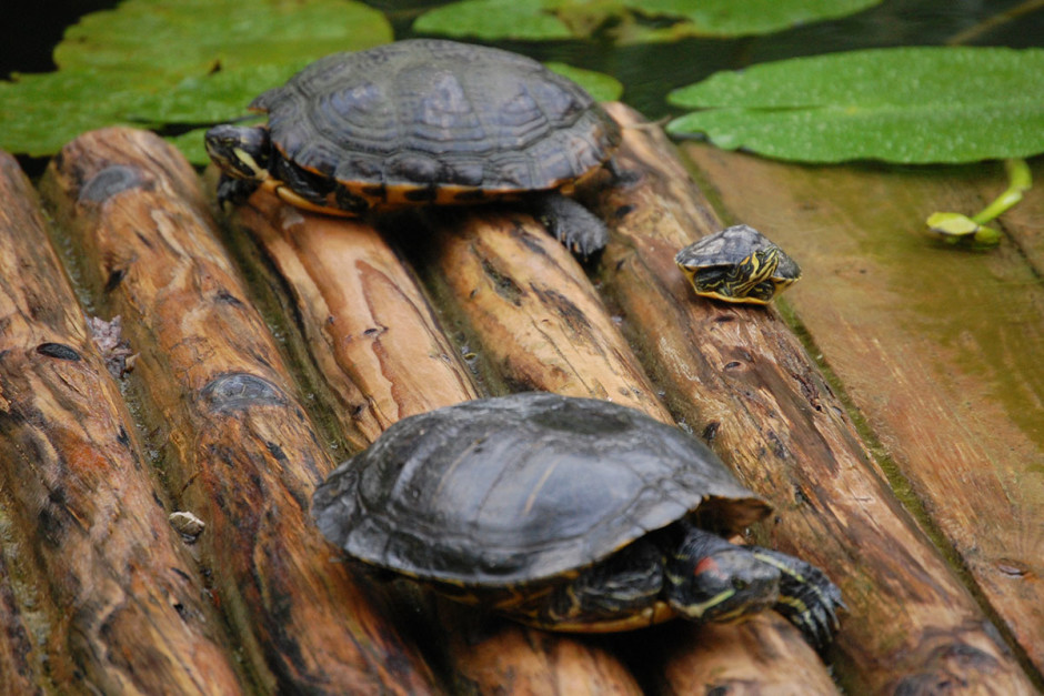 Unbewegliche Schildkröten