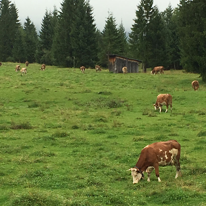 Wiese mit Kühen