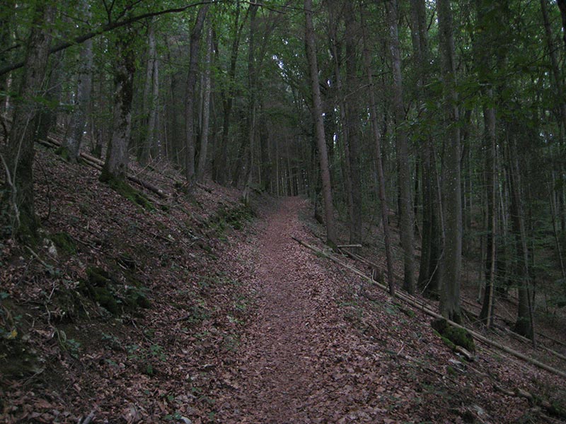 Wanderweg im Wald