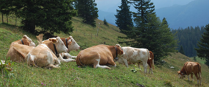 Kühe auf einer Almwiese